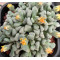 T.luederitzii (Luederitz) - Seed